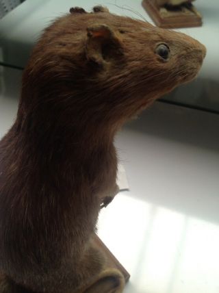 ROZZ WILLIAMS - THE RAT - Taxidermist - Standing Rat on Wooden Stand 6