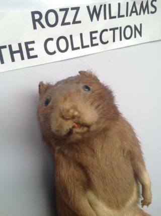 ROZZ WILLIAMS - THE RAT - Taxidermist - Standing Rat on Wooden Stand 7