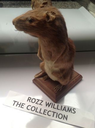 ROZZ WILLIAMS - THE RAT - Taxidermist - Standing Rat on Wooden Stand 8