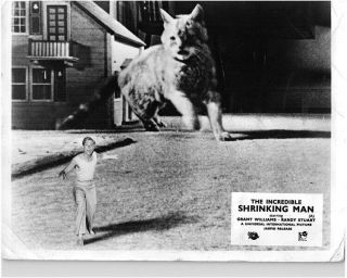 The Incredible Shrinking Man Lobby Card Grant Williams Giant Cat Chases