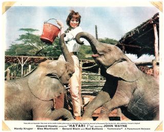 Hatari 8x10 Lobby Card Elsa Martinelli Feeds Baby Elephants