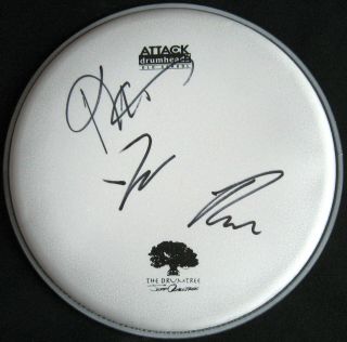 Jonas Brothers Signed 10 " Attack Drum Head Autographed By Kevin,  Joe & Nick
