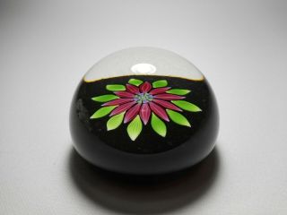Perthshire P Cane & Label Art Glass Lampwork Flower Paperweight 1983 PP54 3