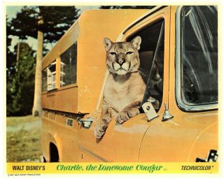 Charlie The Lonesome Cougar 8x10 Lobby Card Cougar Looks In Truck
