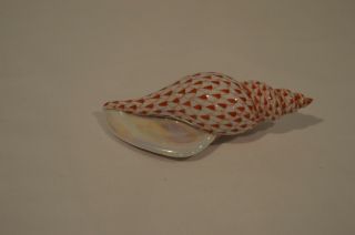 Herend Tulip Sea Snail Rust Fishnet Figurine