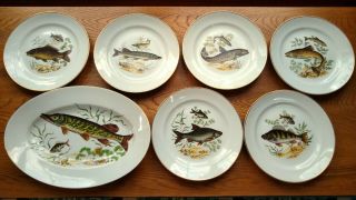 7 Vintage Naaman Israel Porcelain Fish Plates (9 1/4 ") And Serving Platter (14 ")