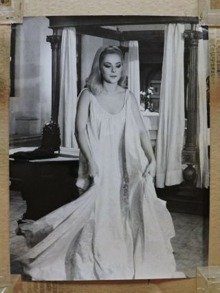 Virna Lisi Orig Busty Candid Photo By Elio Sorci 1966 A Maiden For The Prince