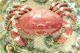 Antique Majolica Tromp L ' oeil Crab Dish Plate F.  Mendes Caldas Da Rainha Rare 2