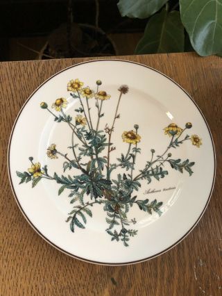 Villeroy & Boch " Botanica " Anthemis Tinctoria,  4 Dinner Plates 10 - 5/8 Inches