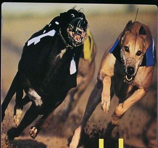 Blur 1994 Parklife Tour Unleashed Album Release UK Promo Poster RARE 2