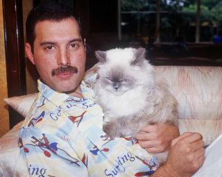 Freddie Mercury Queen And Cat Vintage Exclusive 8 X 10 Photo 787