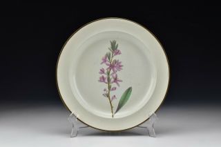 Shorthose English Creamware Botanical Plate W/ Hand Painted Flower 19th Century