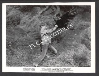 8x10 Photo The Red Pony 1949 Peter Miles Fights Off A Buzzard Cs
