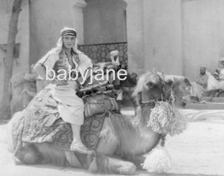 175 Rudolph Valentino Candid In Sheik Costume Sitting On A Camel Photo