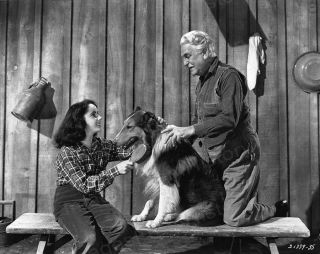 8x10 Print Frank Morgan Elizabeth Taylor The Courage Of Lassie 1946 Etla