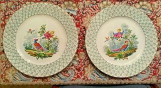 Two Vintage Carl Thieme Dresden Porcelain Hand Painted Colorful Bird Plates 11 "