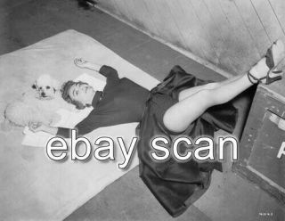 Joan Crawford And Poodle Leggy Cheesecake 8x10 Photo 3