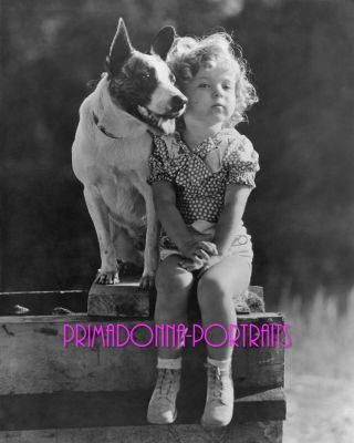 Shirley Temple Photo 8x10 Lab 1930s Pier With Dog,  Buster In Pie Covered Wagon