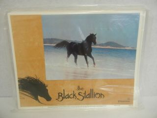 The Black Stallion 1979 Set Of 8 Lobby Cards.  11 X 14