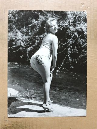 Karin Baal Looks Back Leggy Swimsuit Pinup Portrait Photo By 1950 