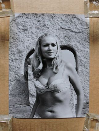 Ursula Oertel Orig Busty Bikini Pinup Portrait Photo By Lothar Winkler 1960 