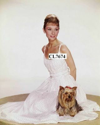 Audrey Hepburn With Her Pet Dog Yorkshire Terrier 