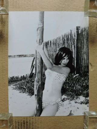 Marisa Solinas Busty Bikini Pinup Portrait Photo 1960 