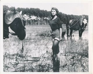 Silvana Mangano In Bitter Rice 1949 Sexy Buxom Film Still Photo Vv