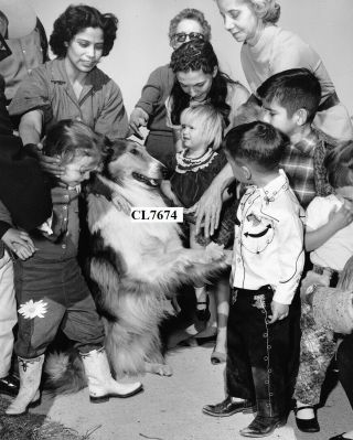 Lassie Shakes Hands With Fans In The Rodeo Programs At Freeman Coliseum Photo