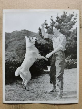 Gregory Peck Playing With A Dog Orig Candid Western Photo 1945 Duel In The Sun