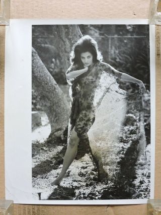 Barbara Parkins In Lace Leggy Barefoot Pinup Portrait Photo 1960 