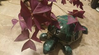 Blue Mountain Pottery Large Rare Turtle 12 Inches Long