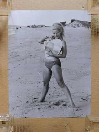 Renate Von Holt Orig Leggy Bikini Pinup Portrait Photo By Lothar Winkler 1960 