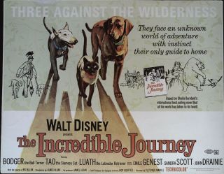 The Incredible Journey Lobby Title Card Walt Disney 1963