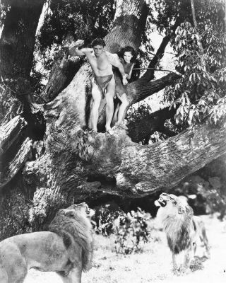 Johnny Weissmuller B&w 8x10 Photograph Tarzan