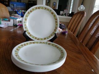 (7) Vintage Corelle Corning Spice Of Life Salad Lunch Plates 8 1/2 "