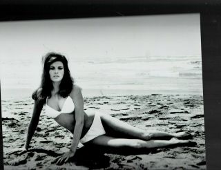 8x10 - B & W Photo Of - Raquel Welch - Sexy - Hot In Bikini