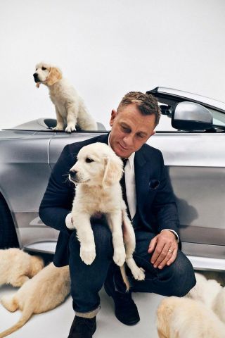 Daniel Craig Surrounded By Dogs 8x10 Photo Print