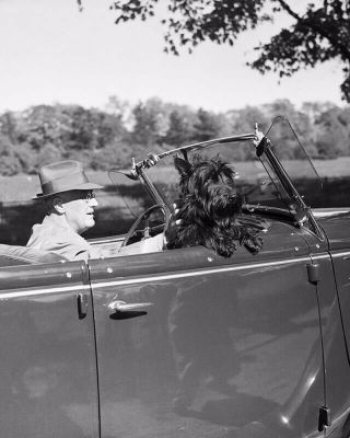 Franklin D Roosevelt In His Car With His Famous Dog 8x10 Photo 30153 - Us