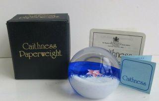 Caithness Glass Paperweight - Fleur Pink By Colin Terris - Boxed With Paperwork