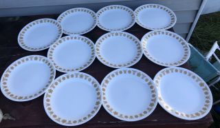 Vtg Set Of 11 Corelle By Corning Butterfly Gold Salad Luncheon Plates 8.  5” Euc