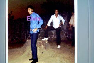 Elvis Presley By The Tree Stump Graceland 1968 Photo Candid