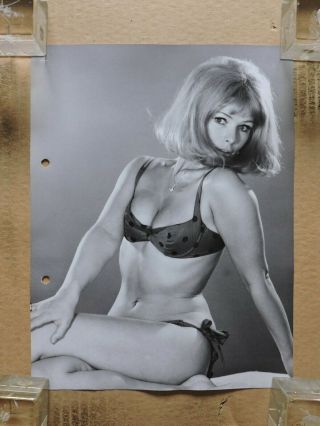 Vivi Bach Busty Bikini Pinup Studio Portrait Photo 1960 