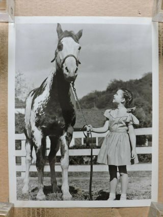 Gigi Perreau With A Horse Candid Portrait Photo 1949 Roseanna Mccoy