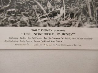 4 Vintage 1963 (8x10) Movie Media Press Photos Disney INCREDIBLE JOURNEY wz8142 4