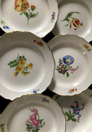 6 Antiques meissen porcelain Plates Flowers 4