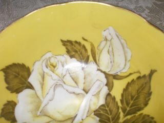 PARAGON White Cabbage Rose on Yellow Cup & Saucer,  Double Warrant 5