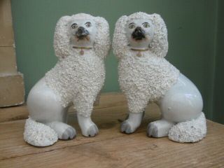 Pr 19thc Staffordshire White Poodle Dogs In Sitting Pose C.  1860 