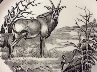 Wedgwood Roan Antelope Kruger National Park 10 3/4 