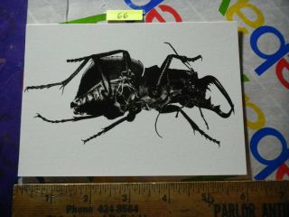 Rare Vintage 1998 Massive Attack Mezzanine Teardrop Postcard Beetle Insect Bug